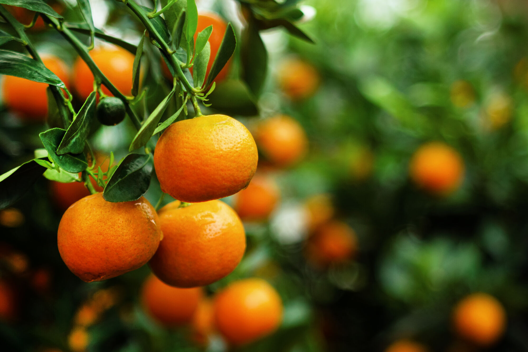 mandarines