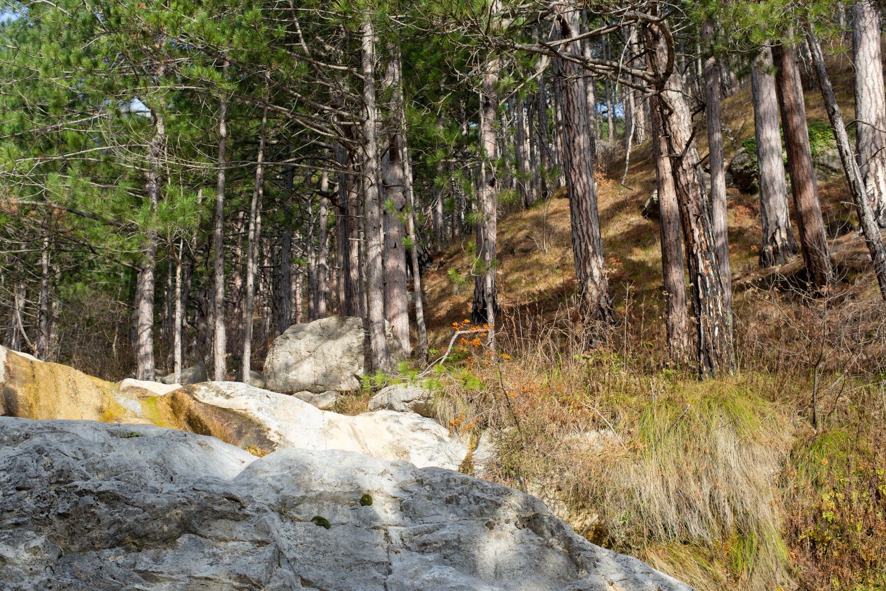 Pine trees in sunlight with some warm rocks nearby