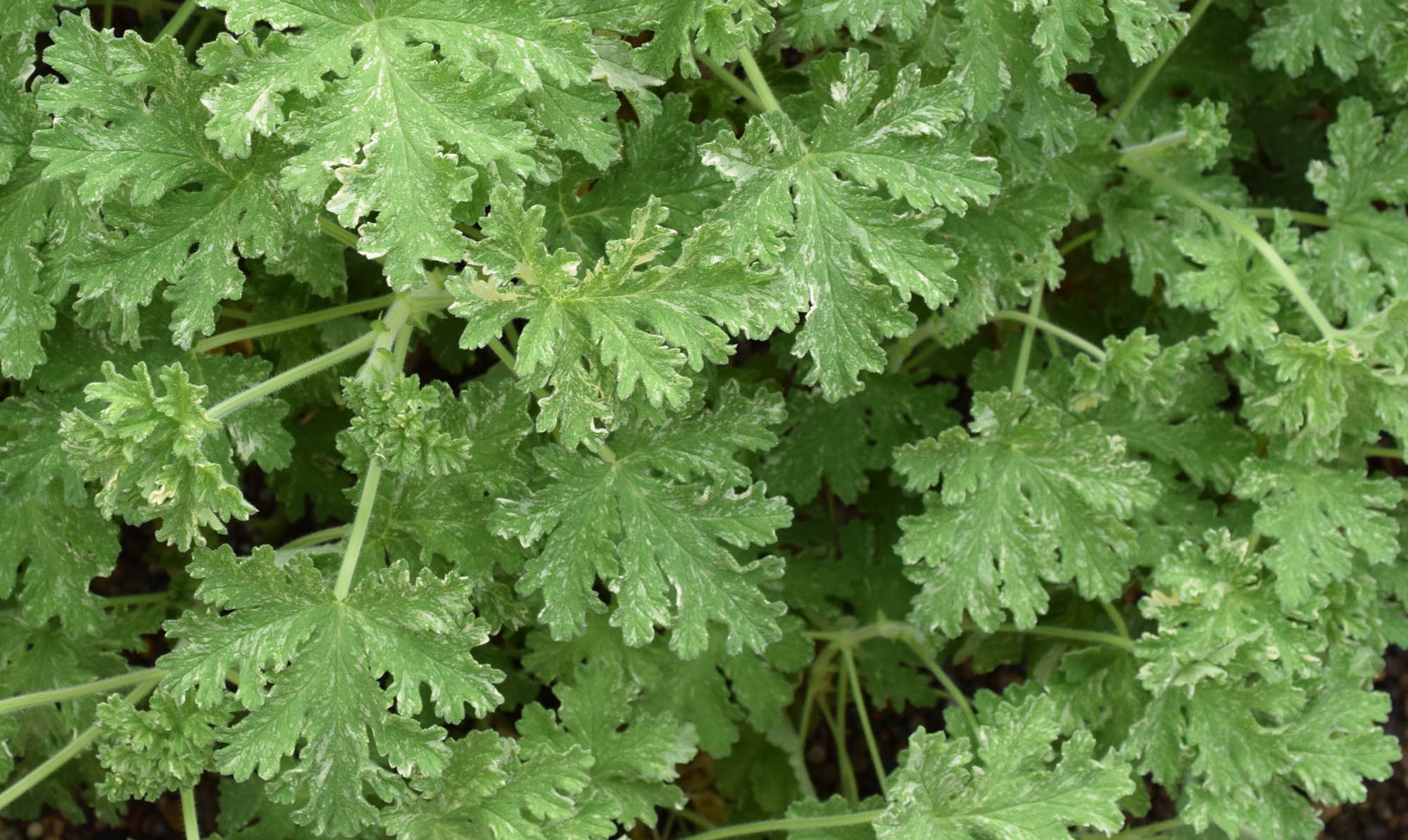 ゼラニウムの葉。