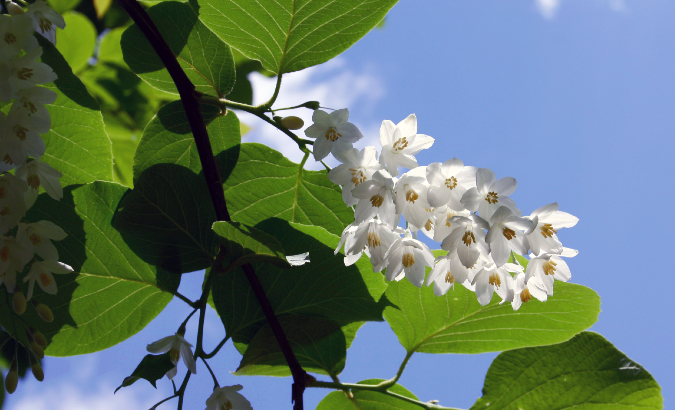 Styrax benzoin tree in bloom 