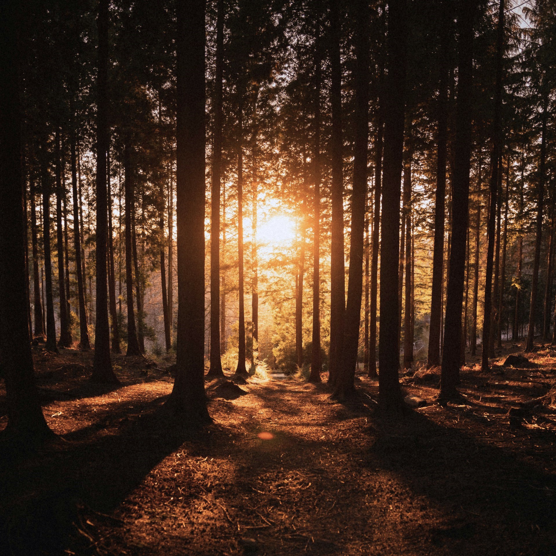 Ambre Saba: парфюмерное солнце