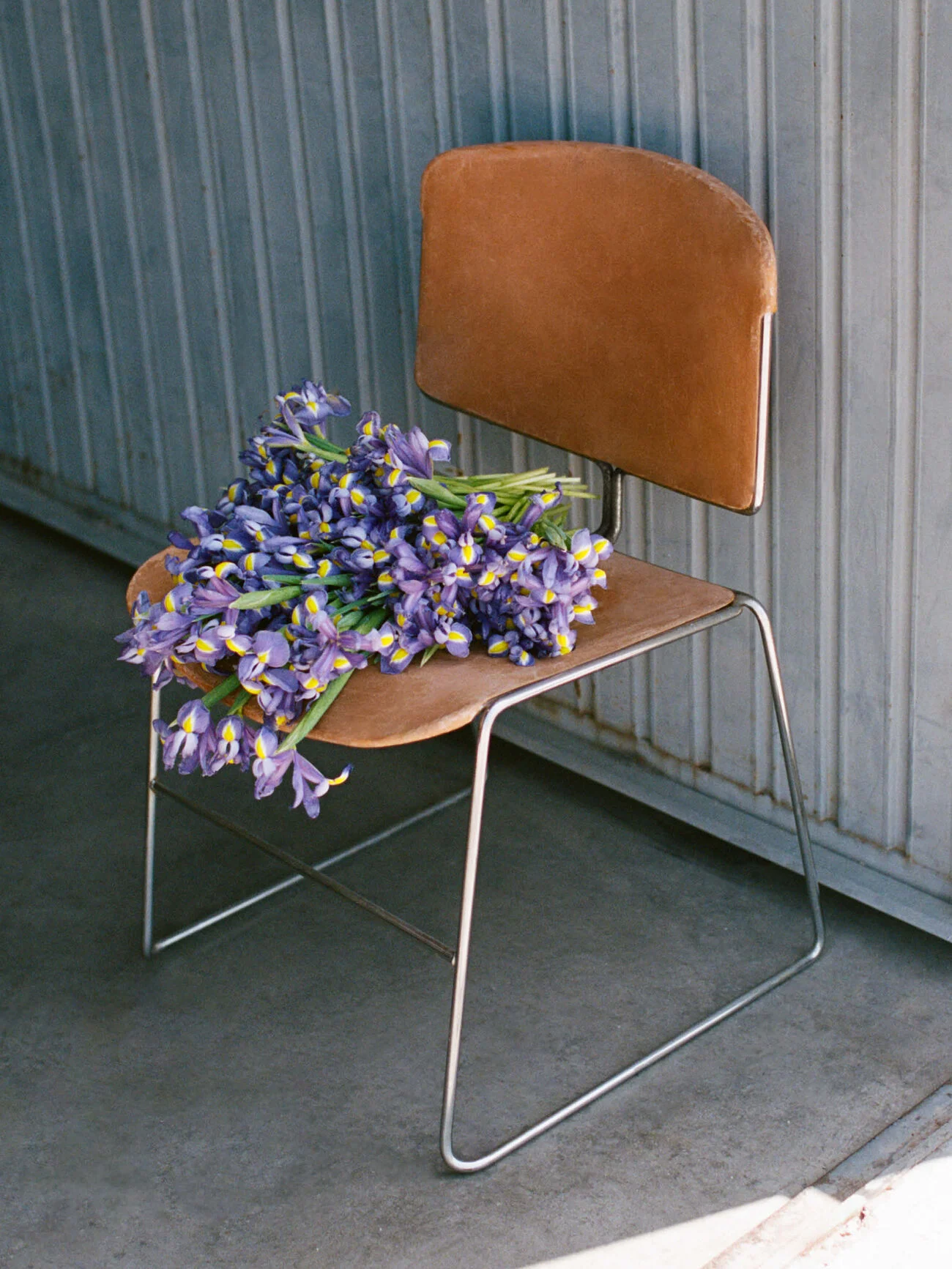 Reklamní vizuál pro Iris Root Loewe: kosatce na židli