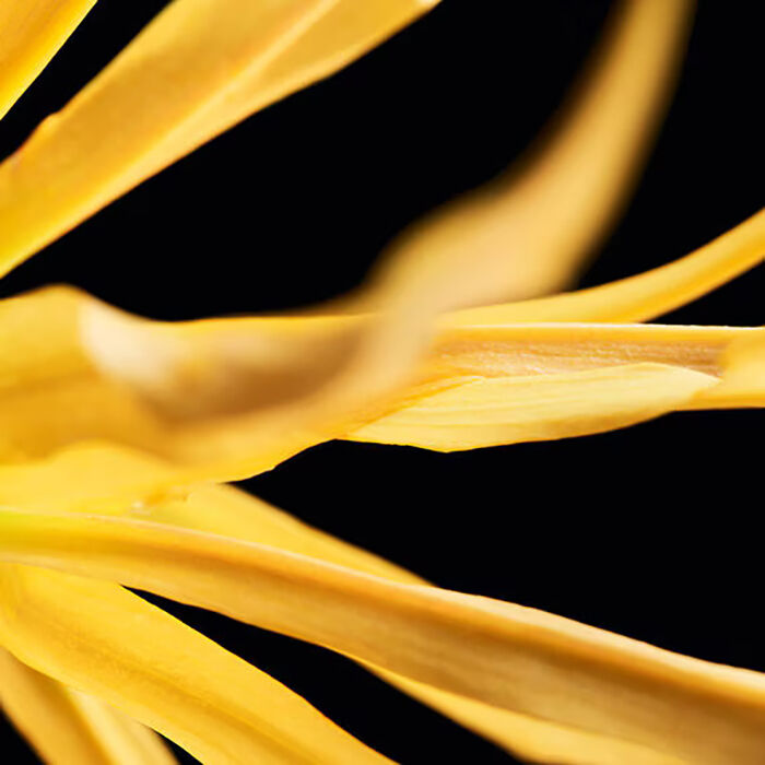 ylang ylang