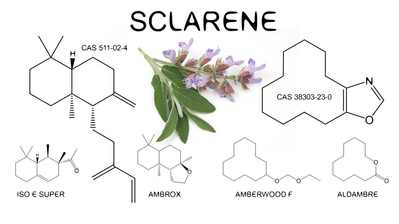 sclarene in perfume