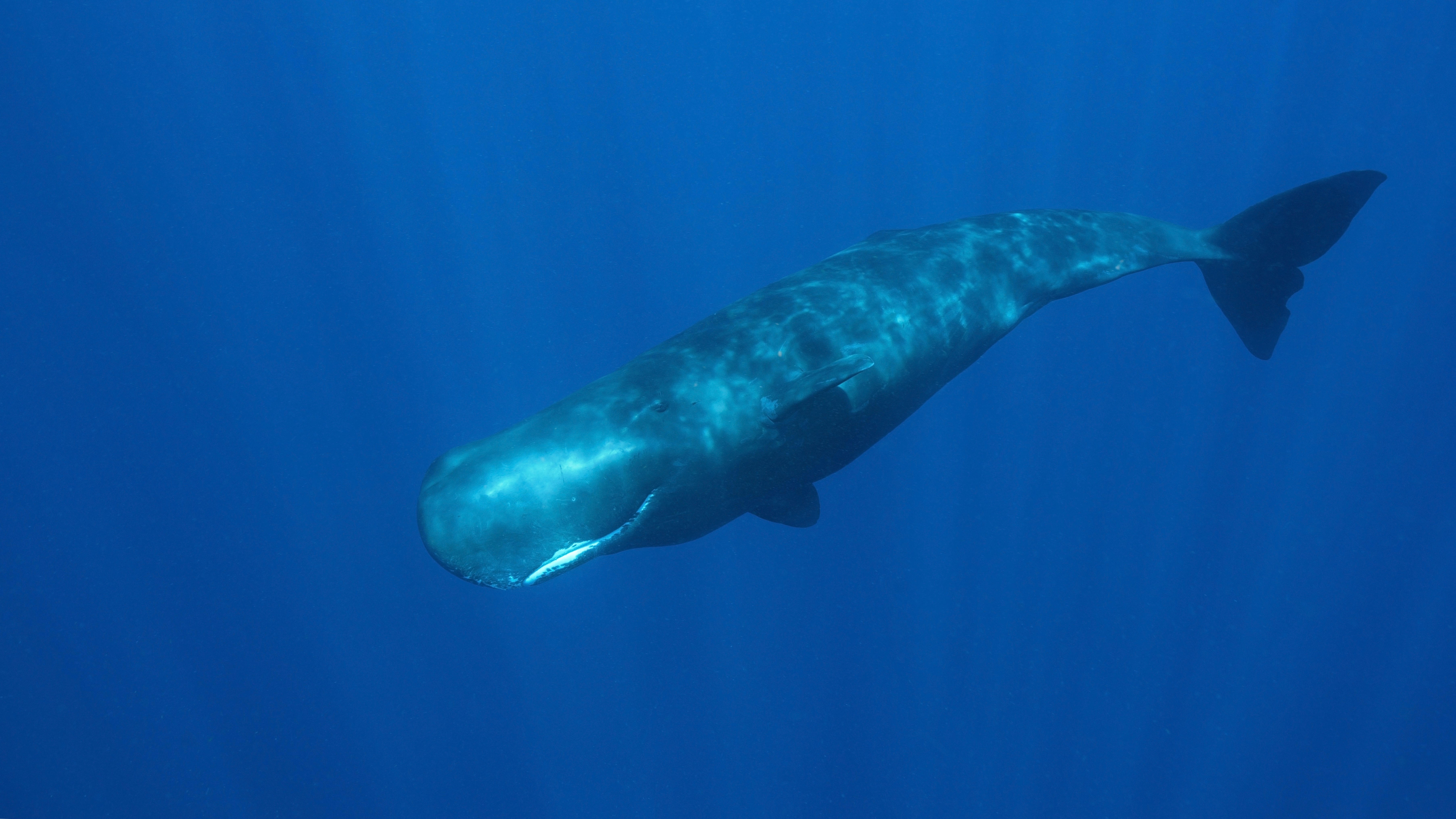 Карликовый синий кит
