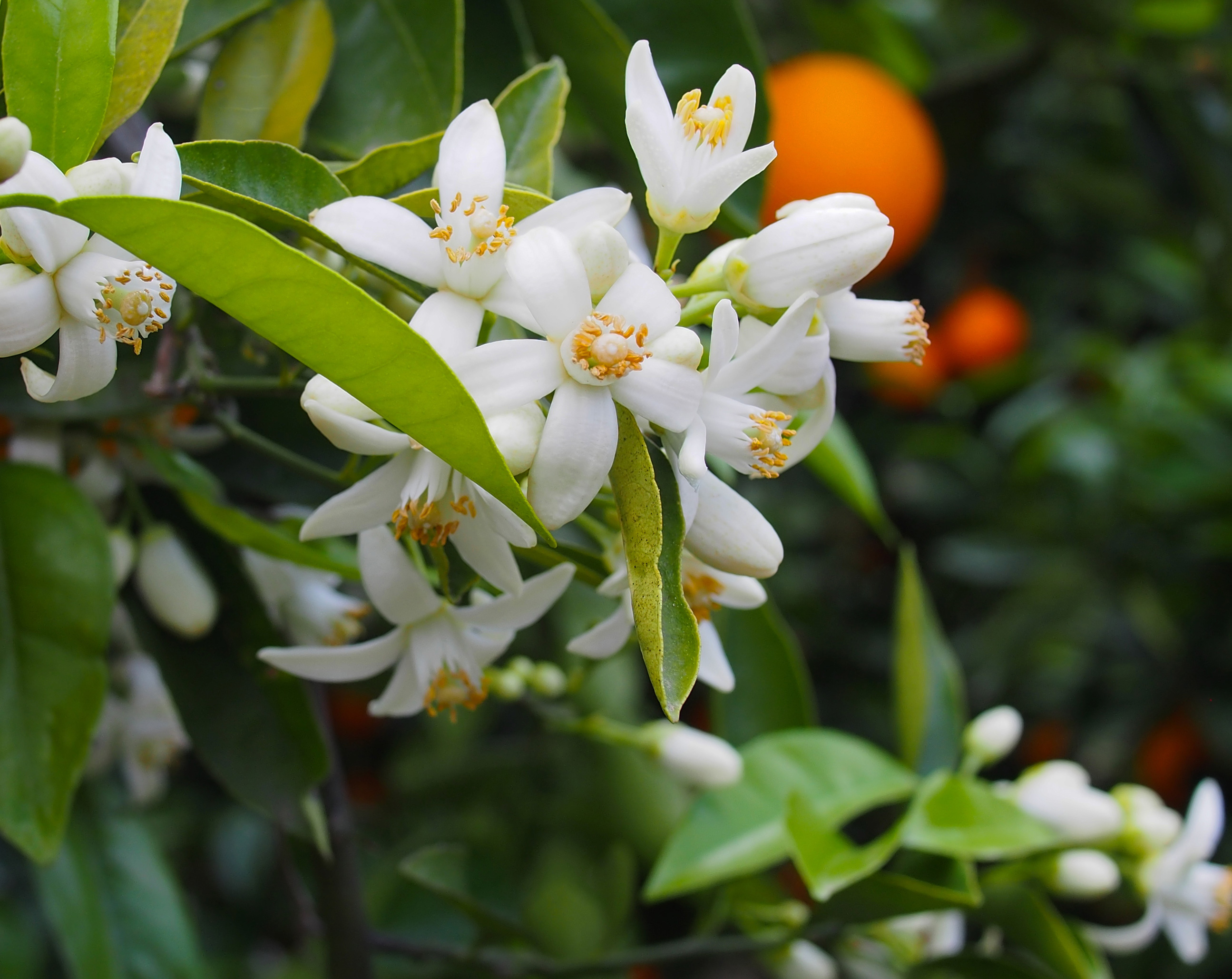 IND Dashavatar Orange Blossom