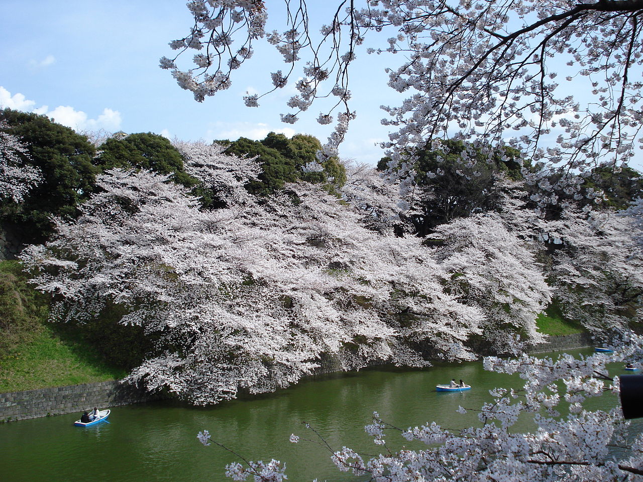japanese landscape lake surrounded by white flowering trees