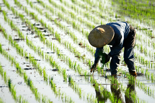 hypnotic poison farmers