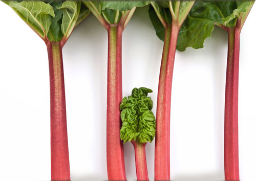 rhubarb comme des garcons