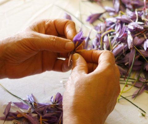 saffron stamen gathering by hand 