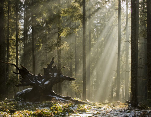 forest with oaktrees and sunlight coming through it