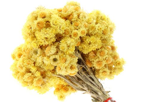 immortelle flowers everlasting flowers on fragrantica