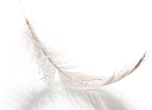 white feather