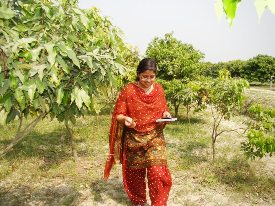 Litchi Ca Planta Materii Prime