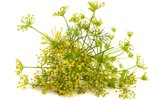 fennel plant