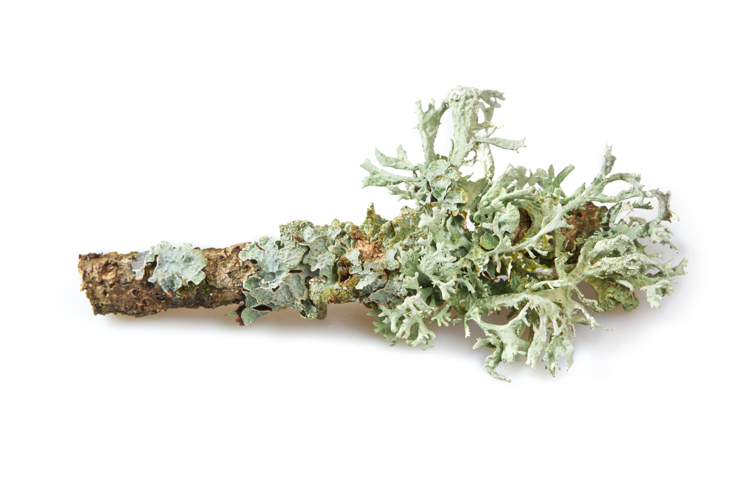 خزه بلوط Oakmoss ماده طبیعی مهم در عطرسازی
