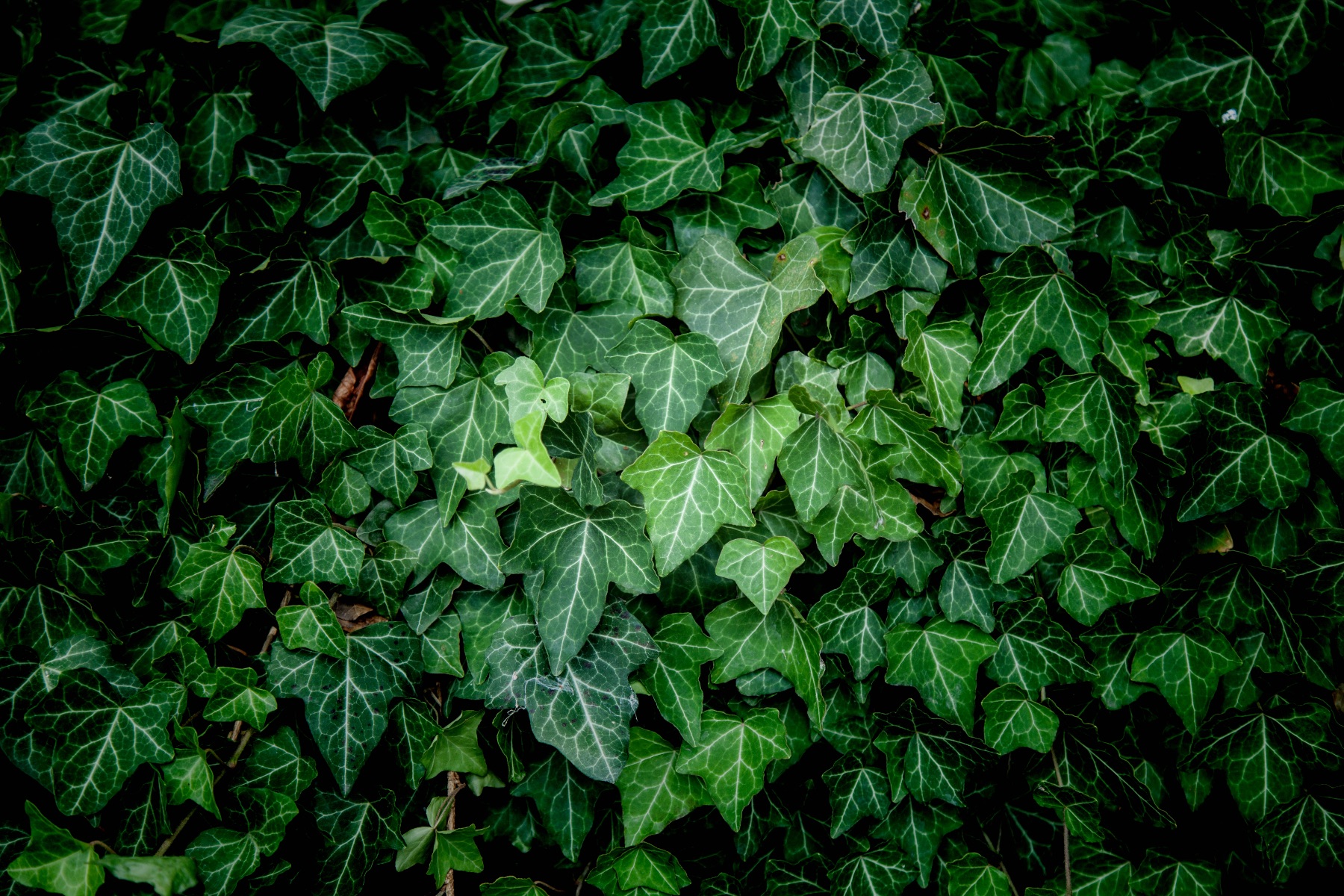 Ivy leaves