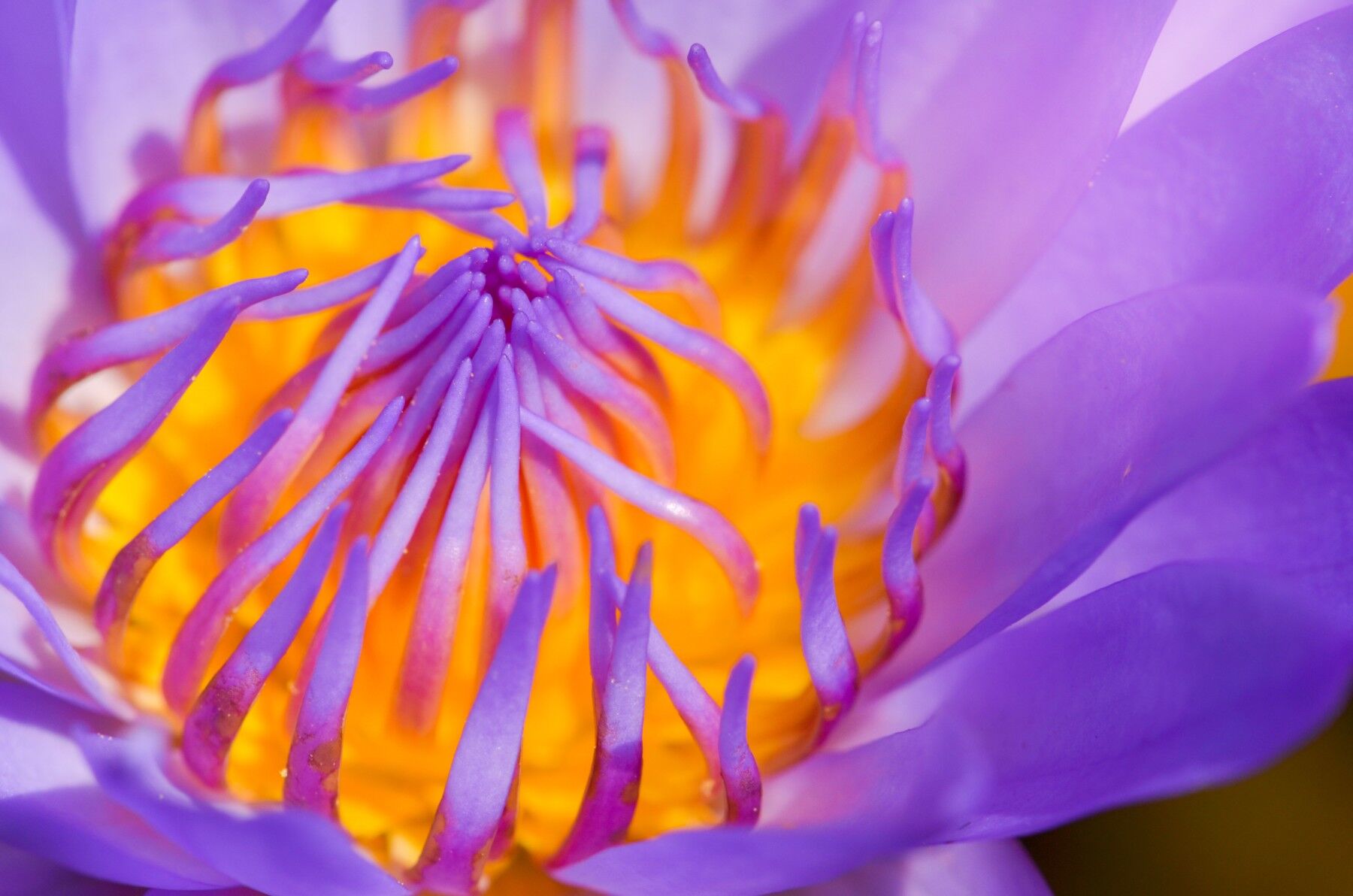 A close up of the centre of a bright purple and yellow flower