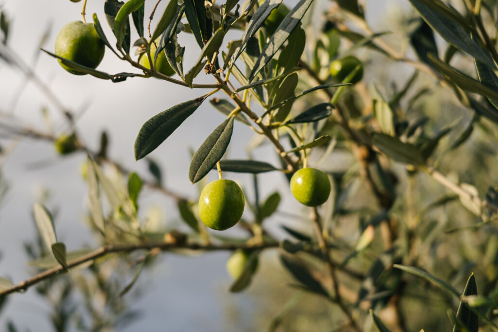 Olive tree branch