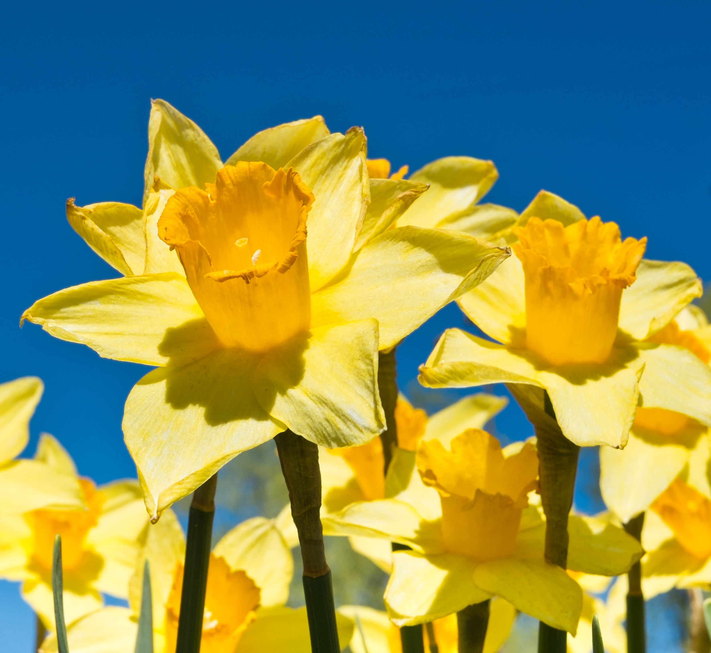 Narkissos Angelos Créations Olfactives