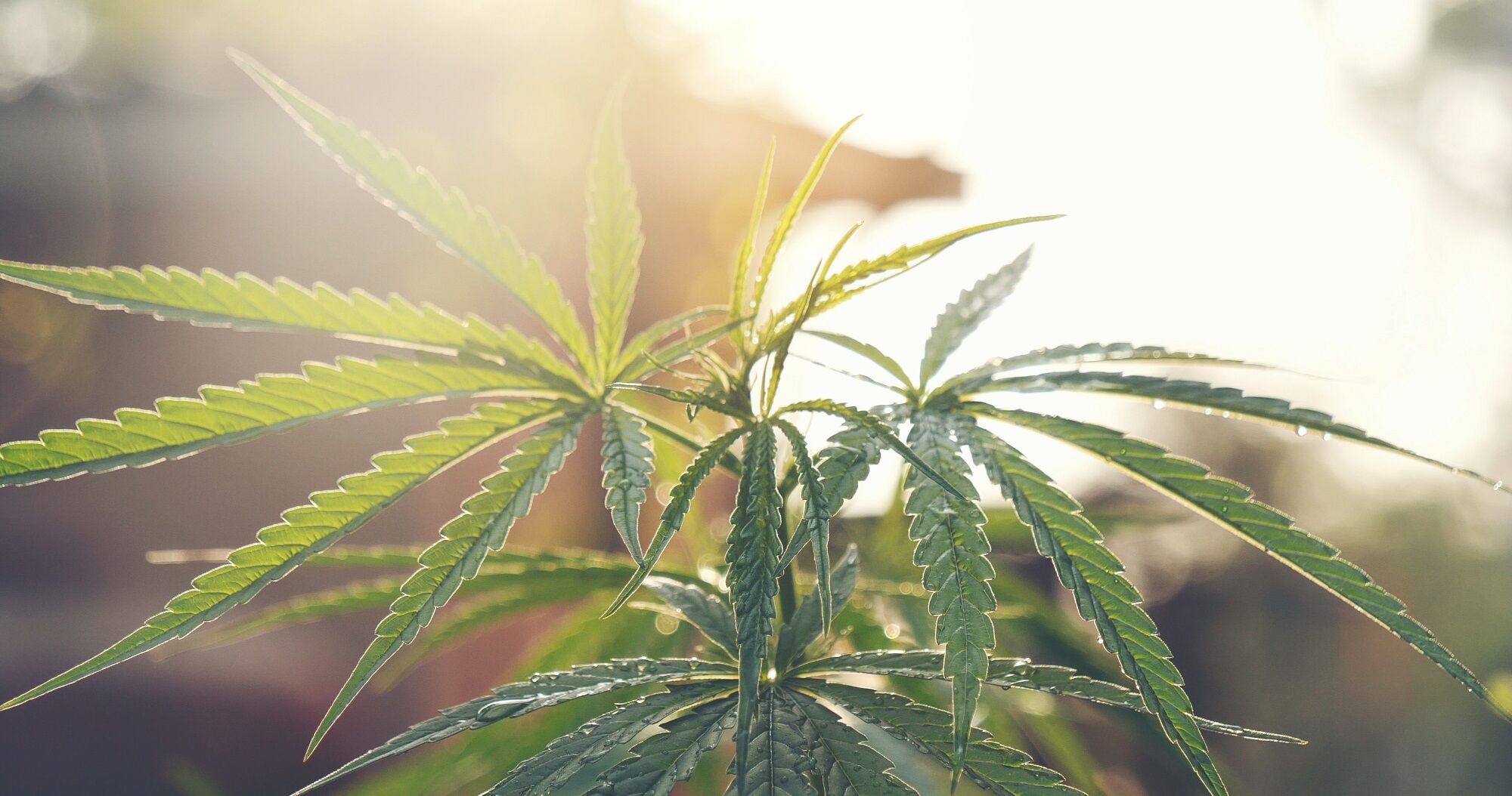 cannabis