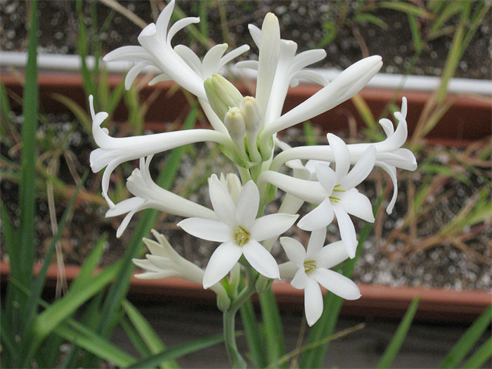 Tuberose Flower, Scent, History and Perfume Interviews