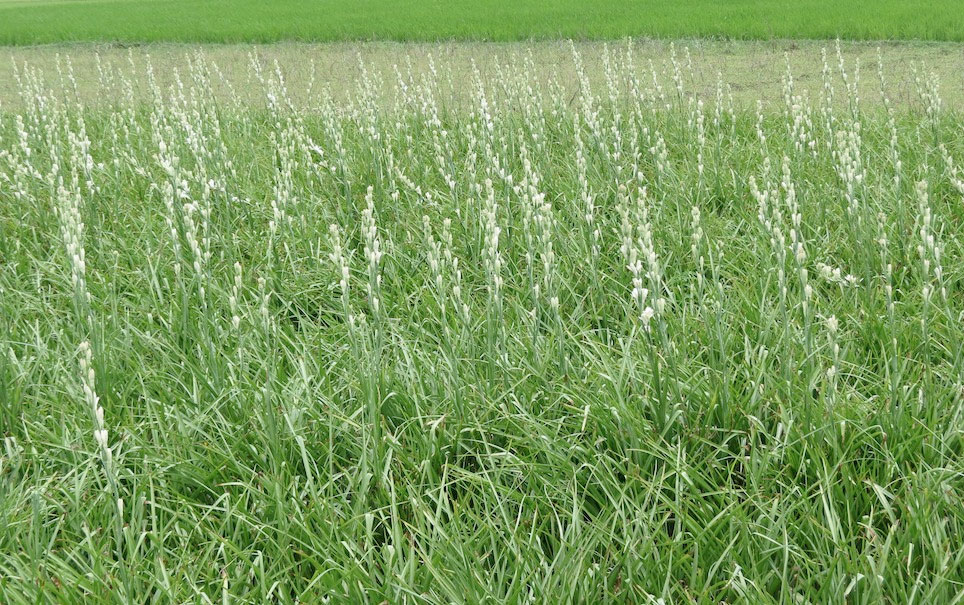 Tuberose Flower, Scent, History and Perfume Interviews