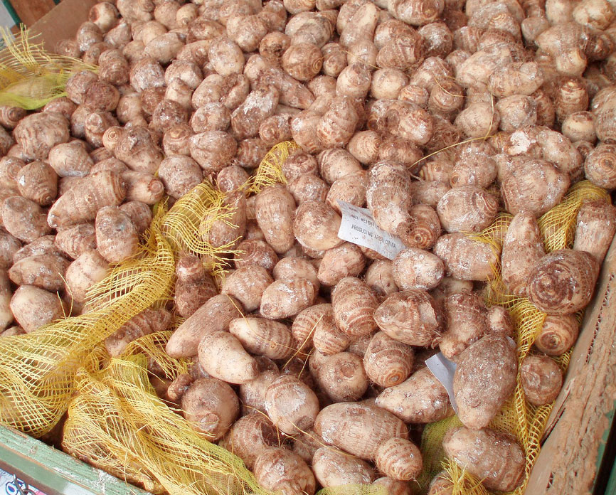 Tuberose Flower, Scent, History and Perfume Interviews