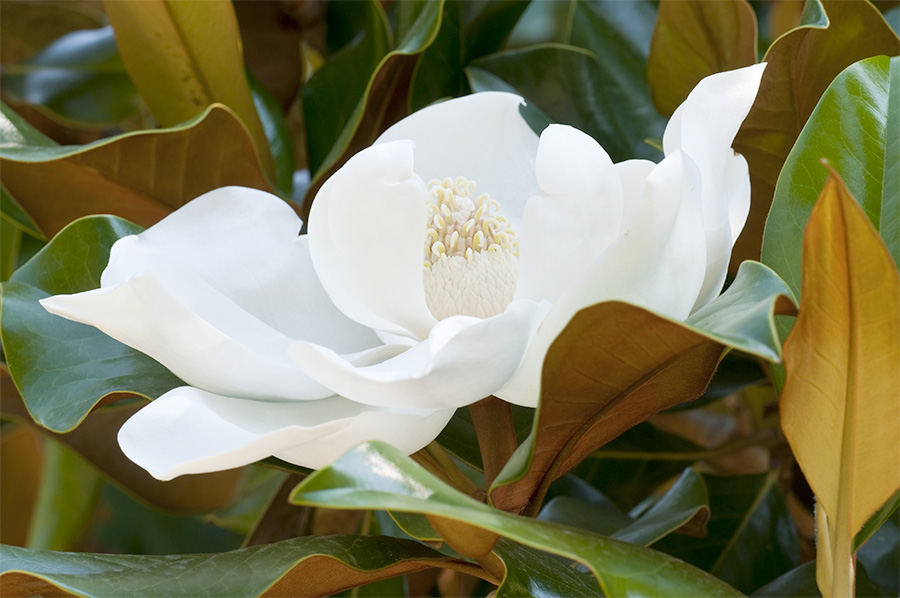 magnolia