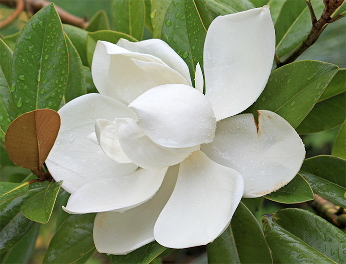 magnolia flower in closeup