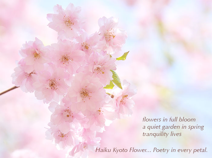 Haiku Kyoto Flower by Avon ~ Duftneuheiten