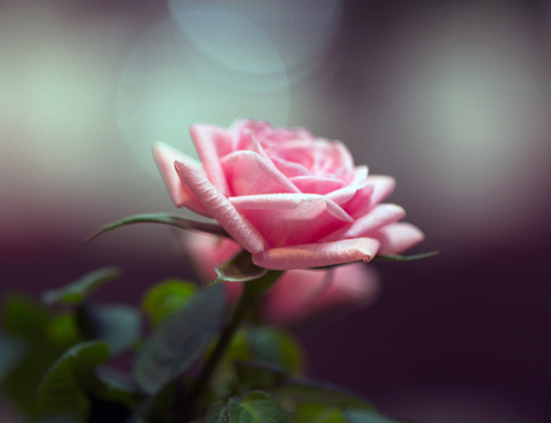 růže v růžové barvě a jemně rozostřené pozadí
