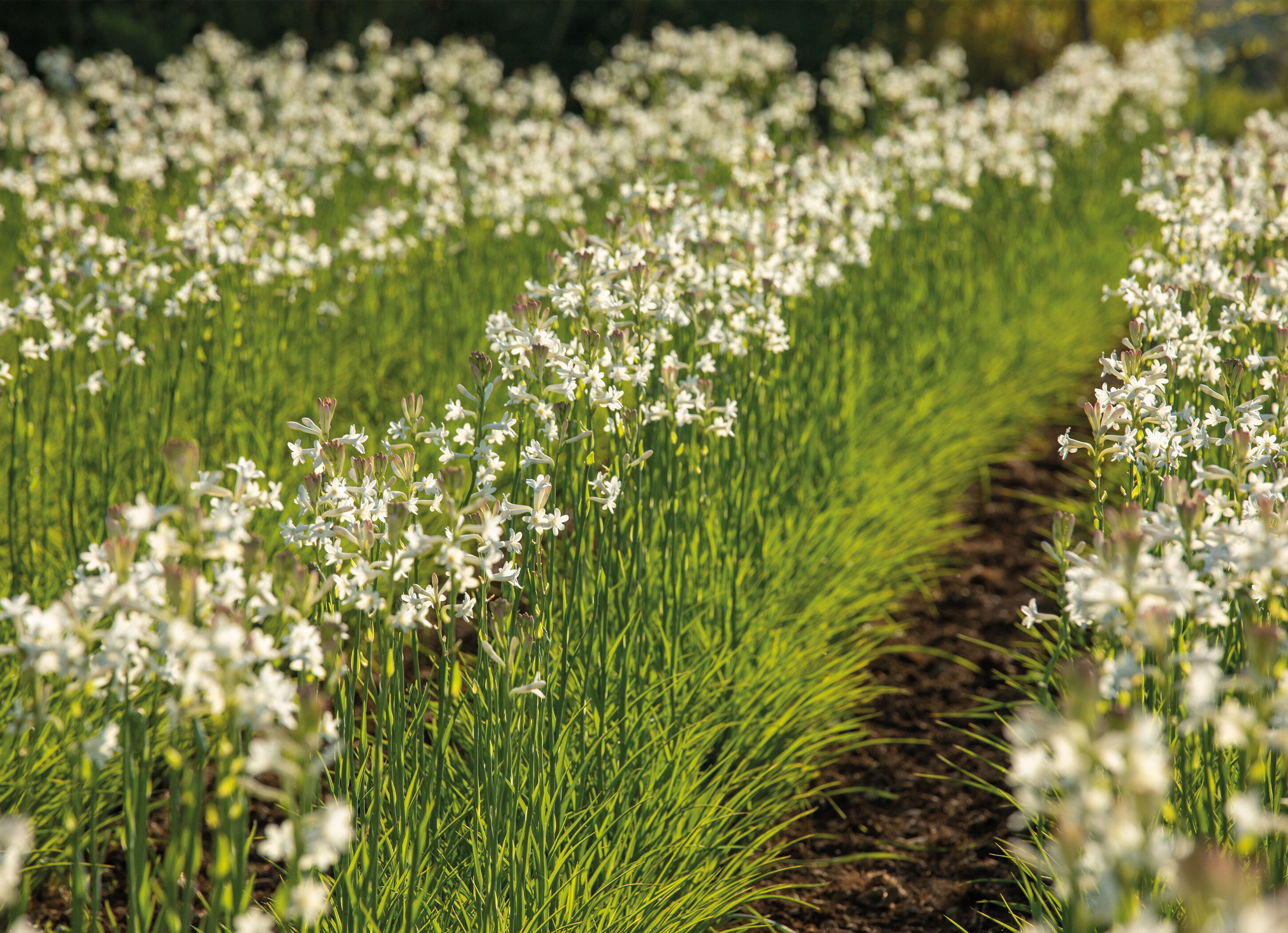 Tuberose fields Grasse Matiere Premiere