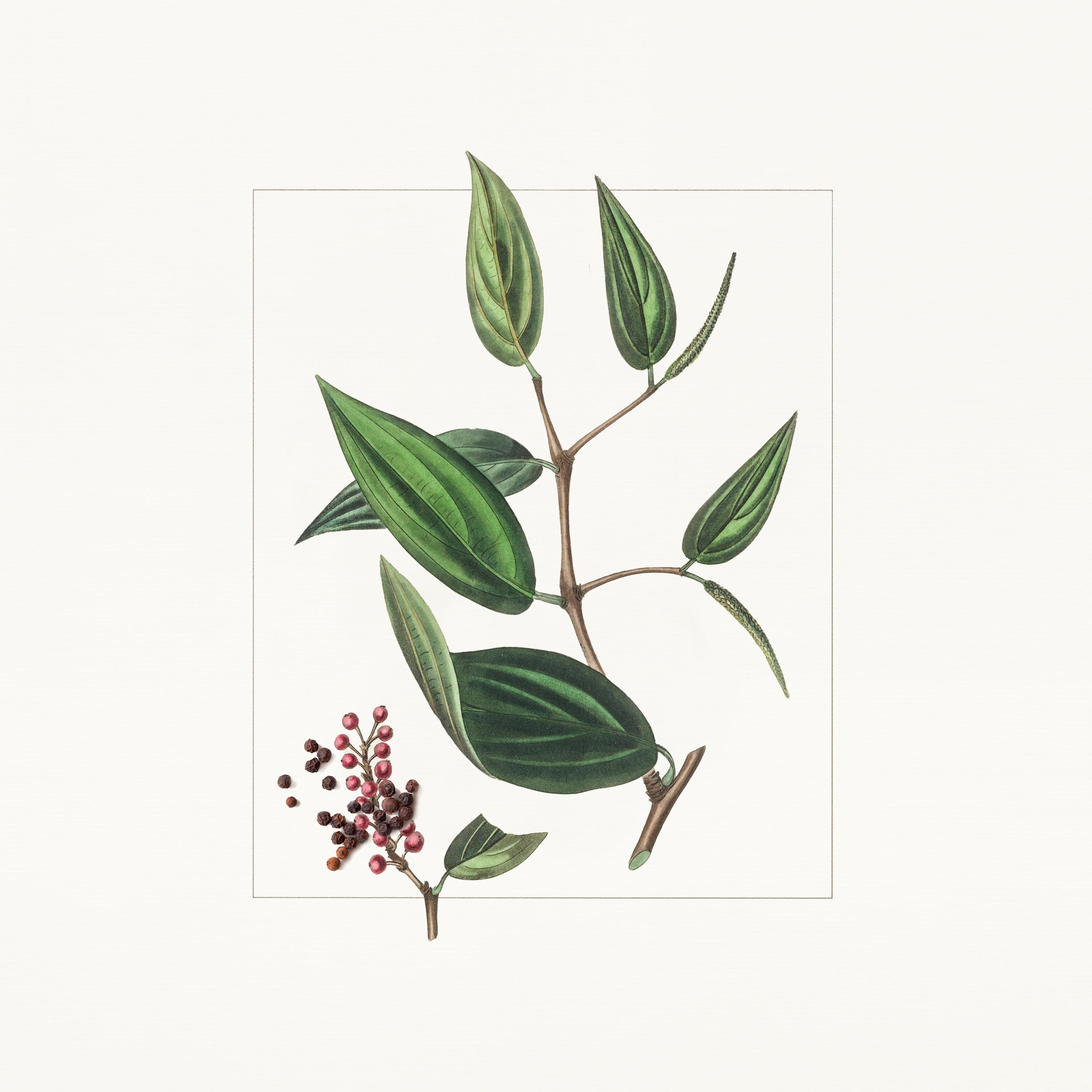 Pink Pepper illustration