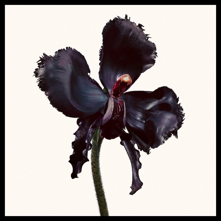 Tom Ford Black Orchid Reserve ad image