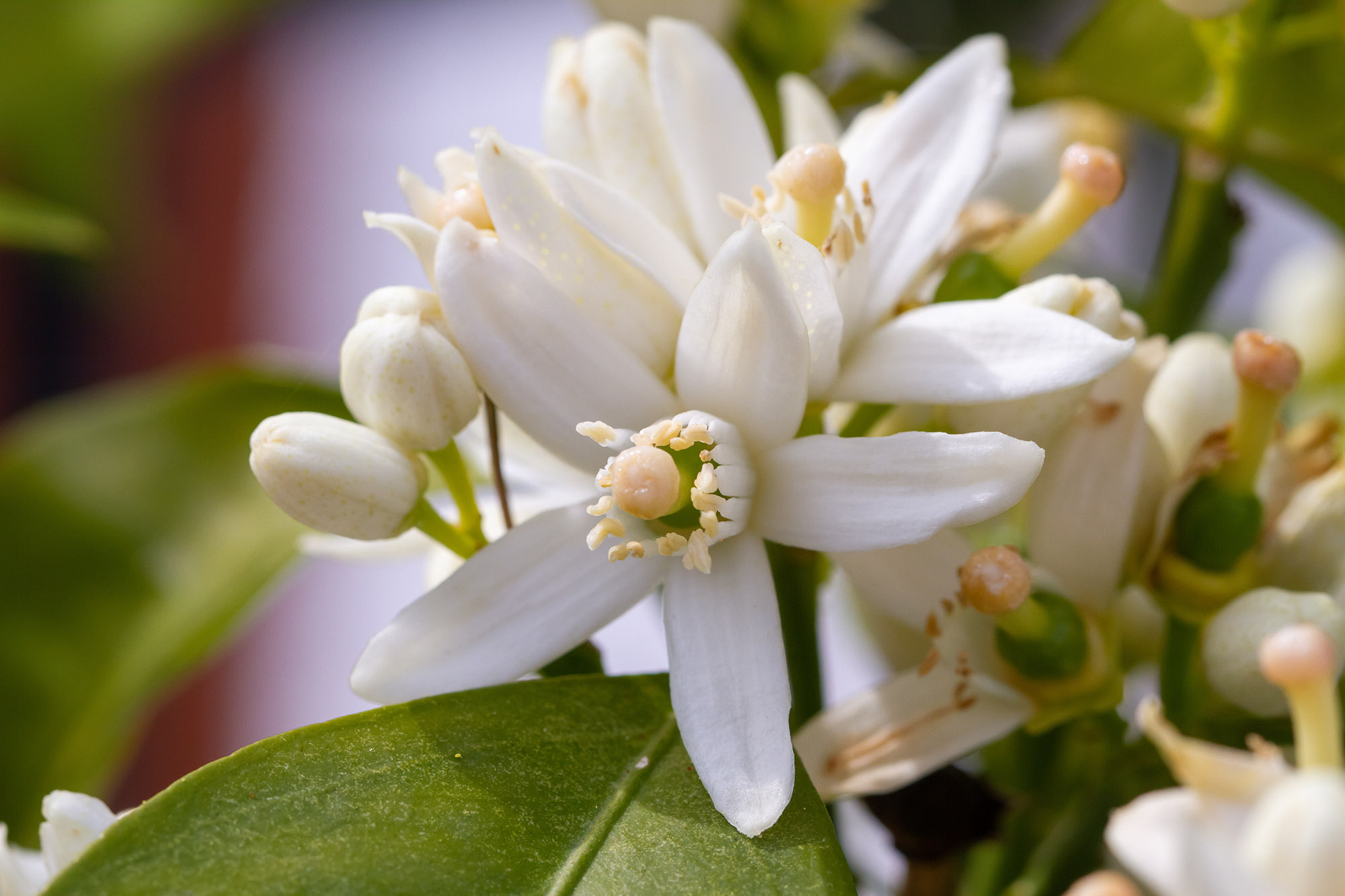 Orange blossoms on the trees.