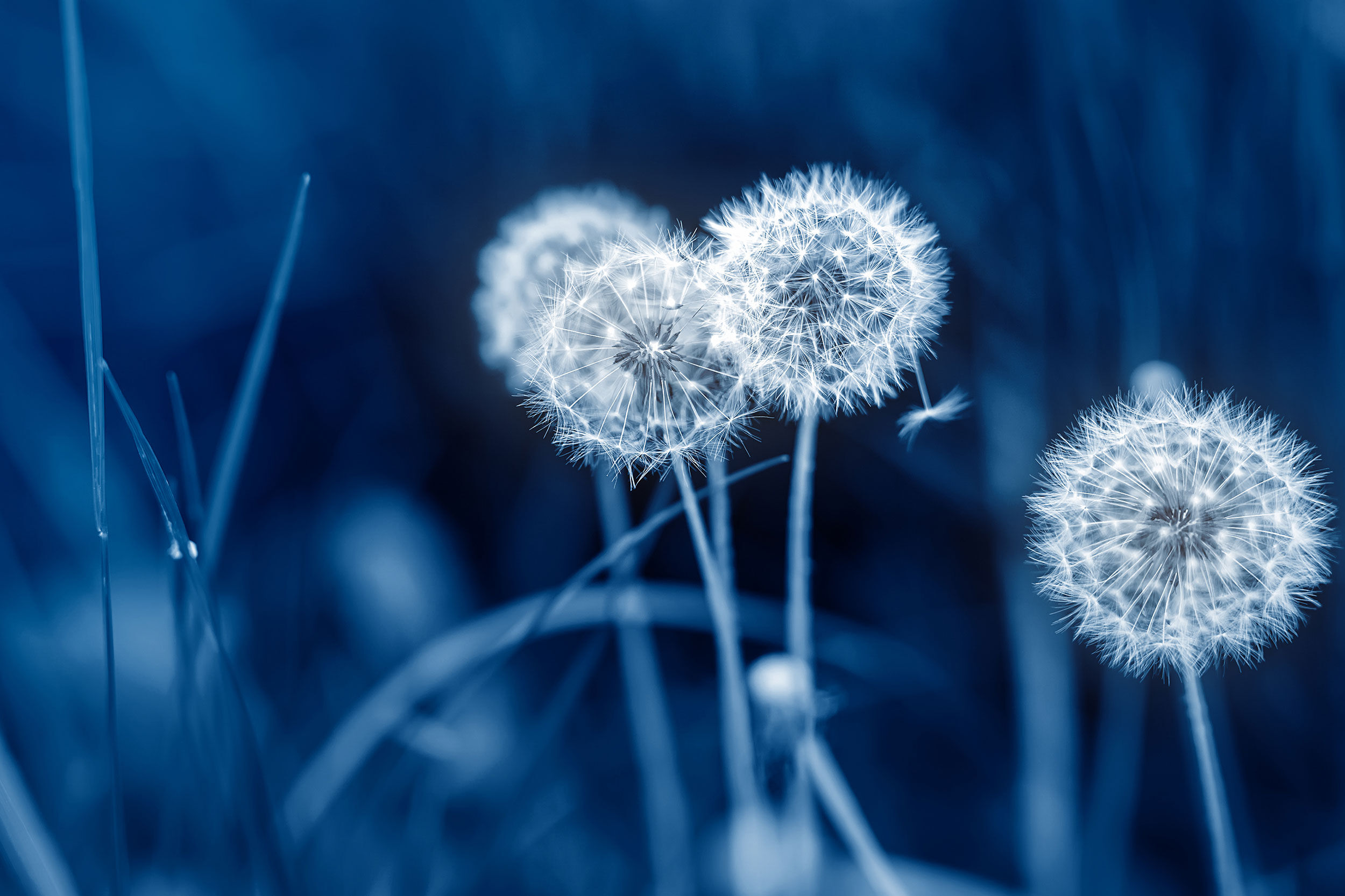 dandelions