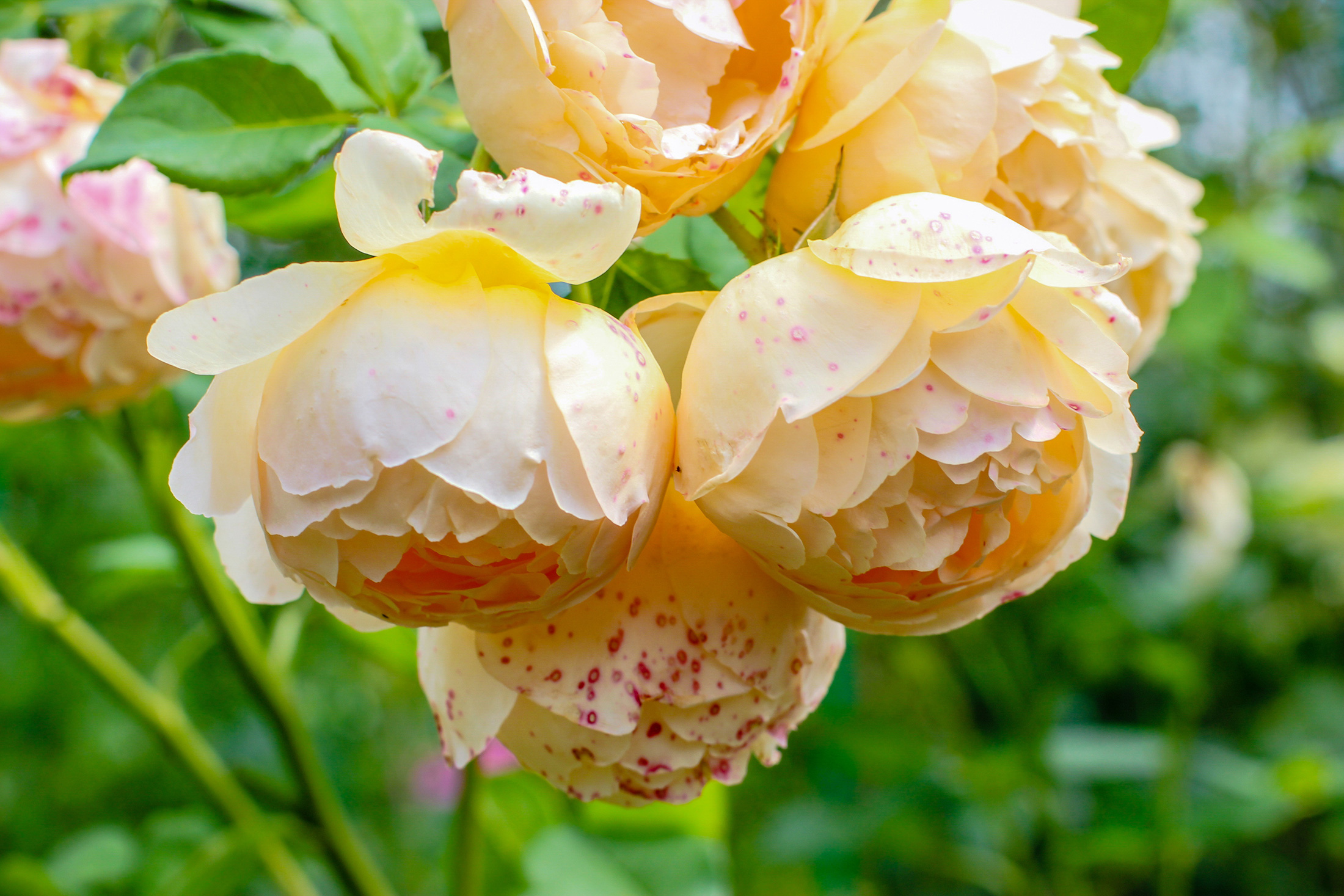 A few Jude the Obscure rose blossoms on a bush, orange-white rose blossoms.