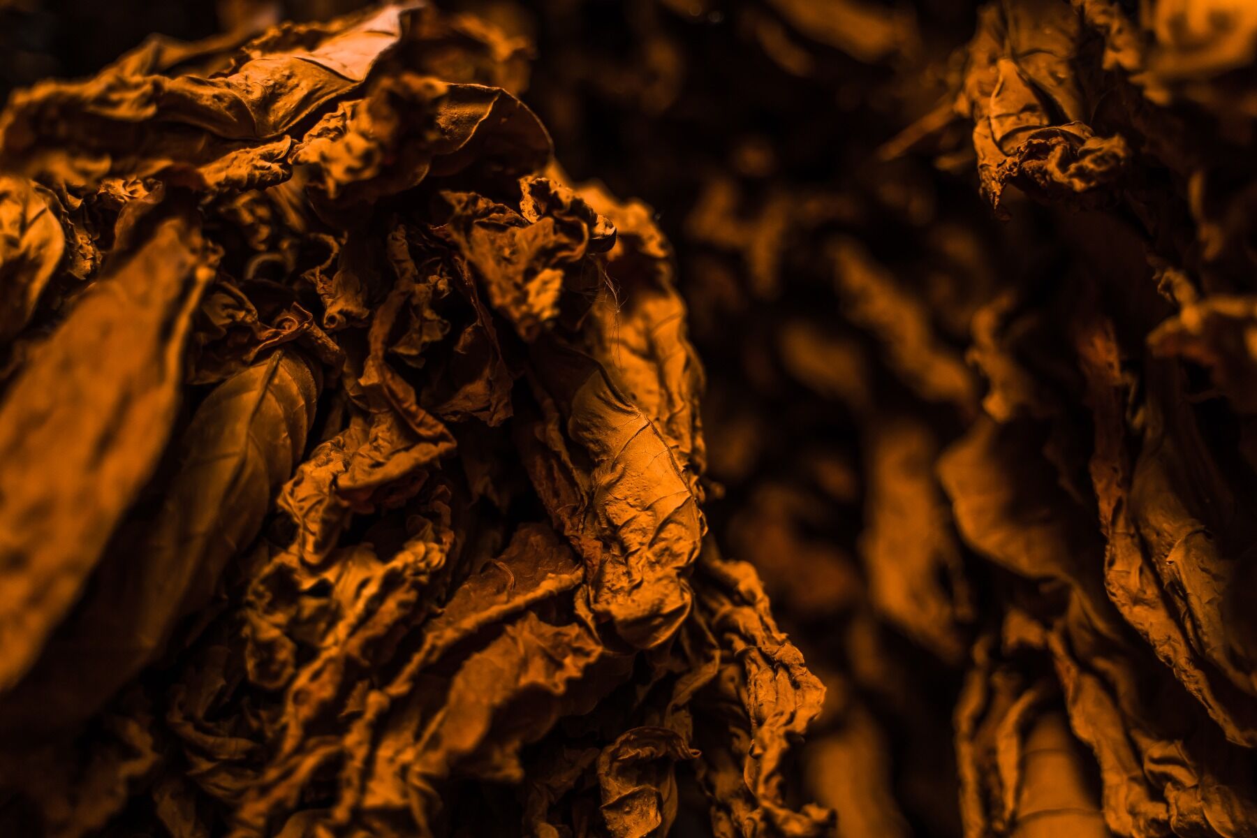 Tobacco leaves hung up to dry so they go a golden brown colour