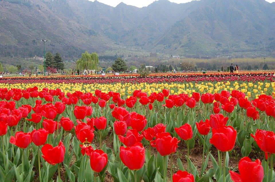 The Tulip Garden of Srinagar, Kashmir A Picture Story Fragrances and