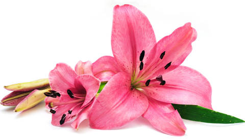 flower kenzo fragrantica