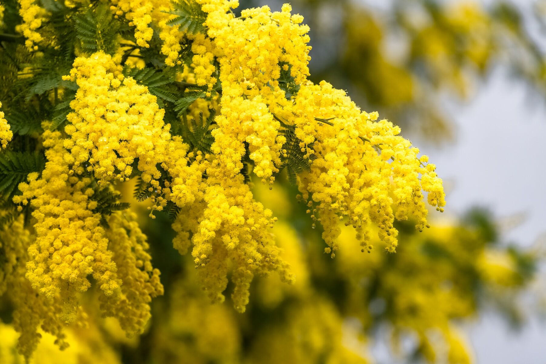 Bright yellow mimosa flowers with green leaves