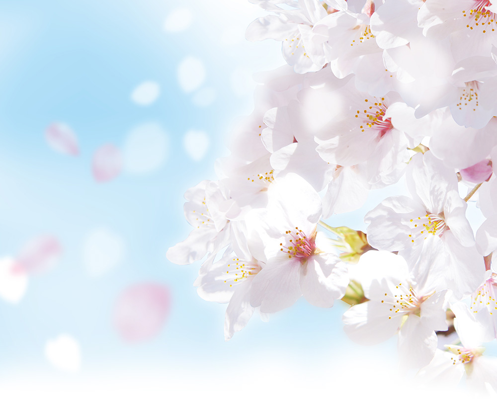 Japanese cherry blossom discount fragrantica