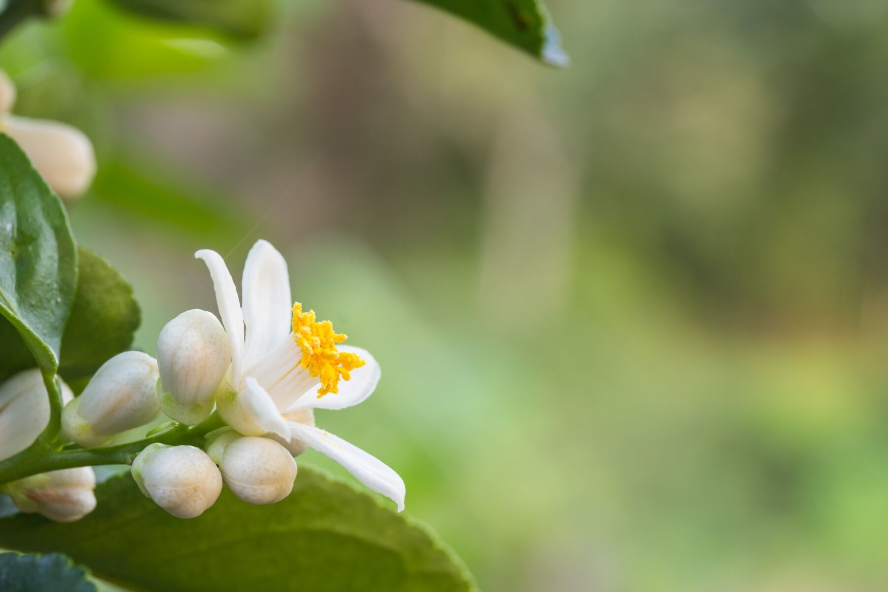 Orange blossom flower against a green background