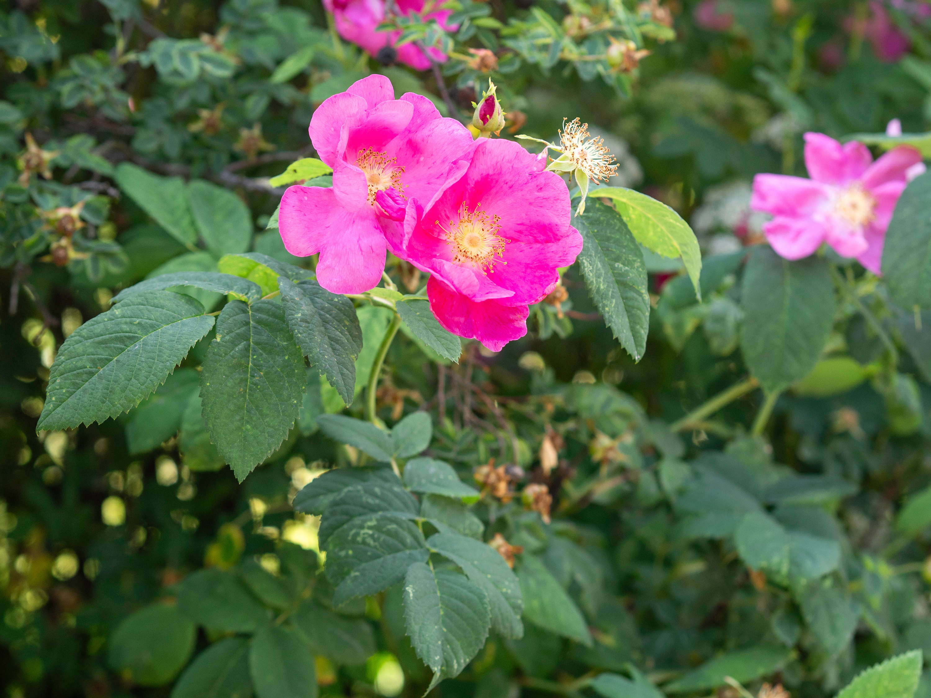 Different Roses: Gallic, York, Damask, Centifolia... ~ Home Fragrances