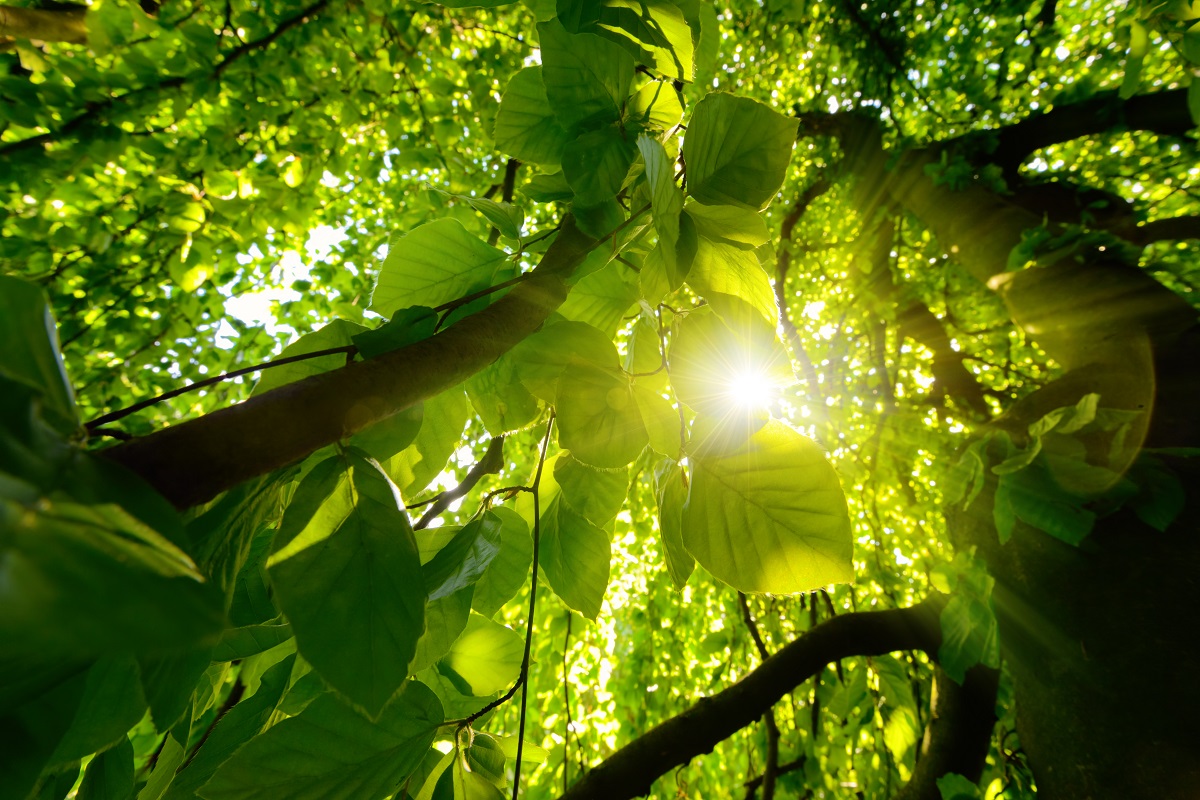 The sun through the trees