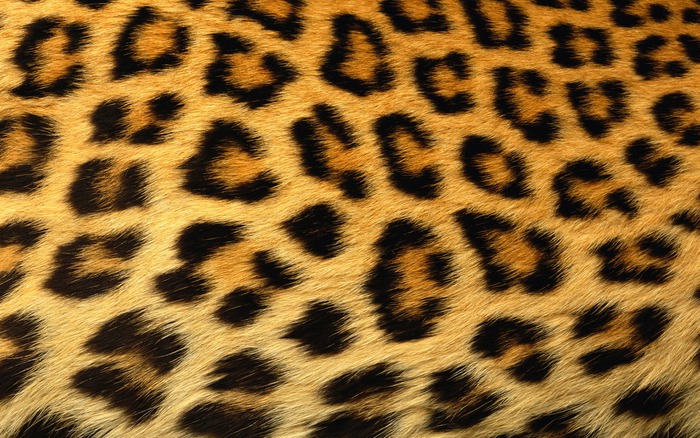 leopard hide