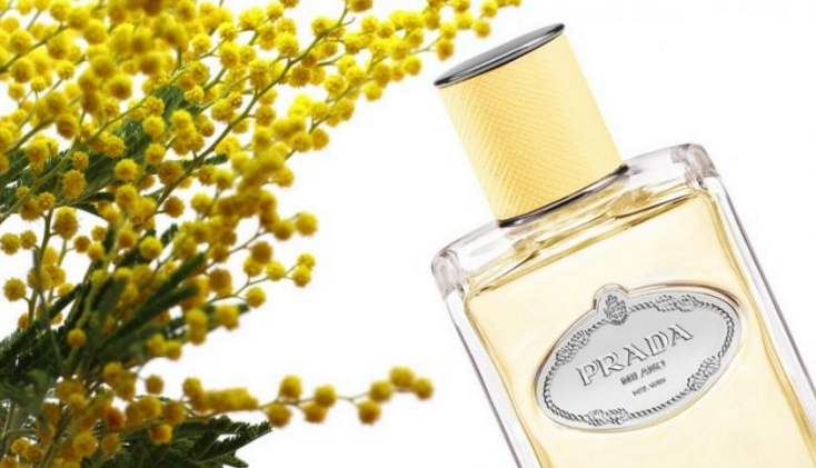~ Nouveaux Mimosa Parfums Prada De NouveautéInfusion rxWBedCQo
