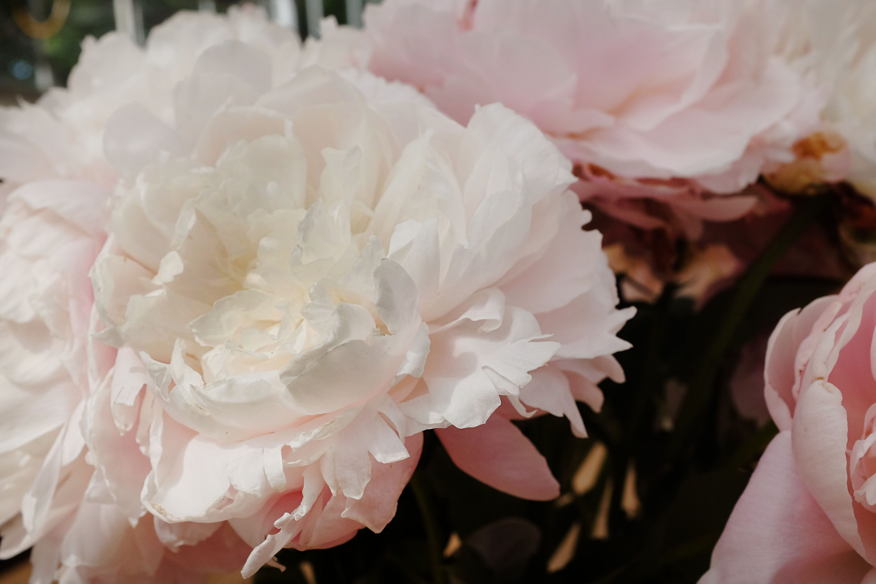Peonies in Perfumery and Cultivation ~ Raw Materials