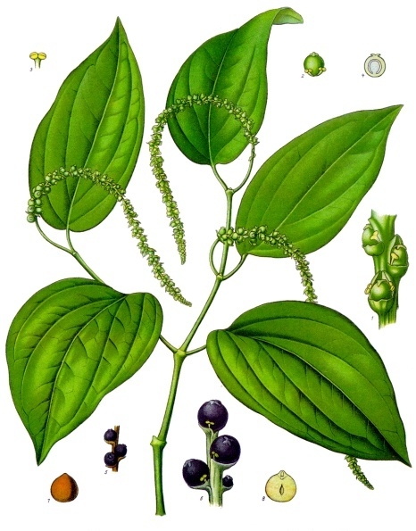 pepř botanická ilustrace